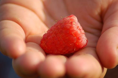 Raspberry in Ali's Hand Raspberry in Ali's Hand