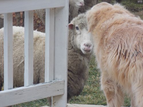 Amish Neighbor's Visiting Sheep at Our Back Deck Amish Neighbor's Visiting Sheep at Our Back Deck