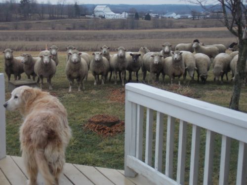 Amish Neighbor's Wandering Sheep and Jenna Dog Amish Neighbor's Wandering Sheep and Jenna Dog